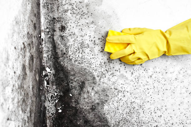 Best Basement Mold Removal  in Riverside, NY